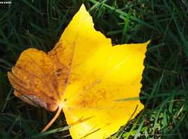 孩子的小小战斗：两次手术后，3岁的她在阳光下种下希望